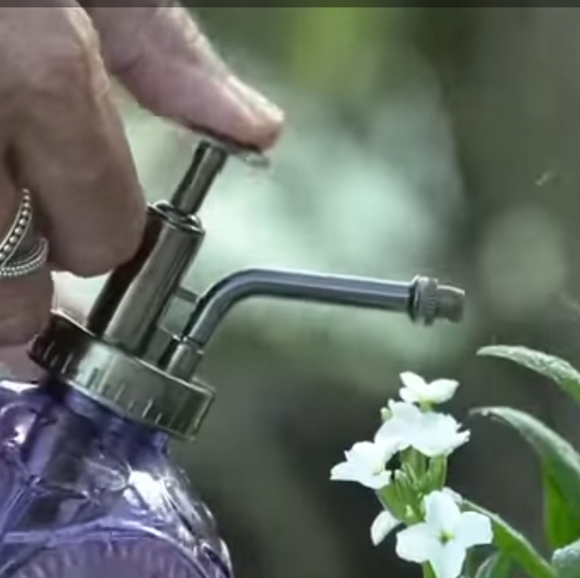 Barbara King Plant Glass Globe Watering / Mister - Picture 3 of 6